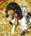 Setter Anglais BALKA DE CAZAOUS Setter Anglais BALKA DE CAZAOUS